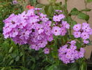 phlox de la mama