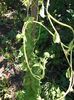 boboci ginseng peren chinezesc