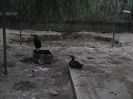 SAM_6077