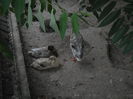 SAM_6092