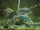 SAM_6191