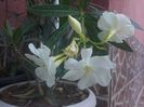IMG_20150717_082938