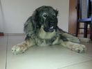 DIXI CAUCAZIAN DE NEAMT