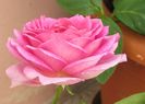 village-de-saint-yrieix rose