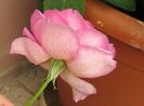 village-de-saint-yrieix rose