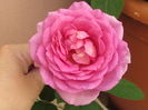 village-de-saint-yrieix rose