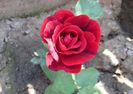 Don Juan,prima floare :)))