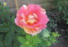 rose des cisterciens