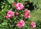 Heidetraum