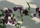 20 iulie, clematis Polish Spirit