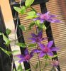 clematis Multi Blue