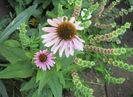 Echinacea purpurea