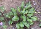 hosta "Geisha"