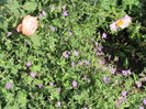 geranium vlassovianum