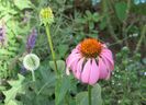 Echinacea purpurea