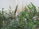 menta "Chocolate"