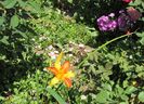 22 iulie, hemerocallis frans hals