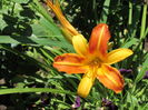 23 iulie, hemerocallis frans hals