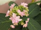 hortensia You-Me_Passion  :))