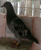 APDC1143