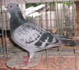 APDC1129