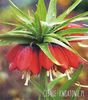 fritillaria rosie 