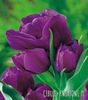 lalea purple bouquet 