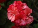 DSC02737