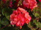 DSC02721
