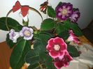 Gloxinia grup