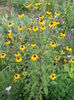 rudbeckia triloba