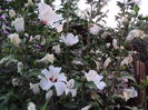 DSC02954