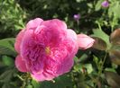Harlow Carr