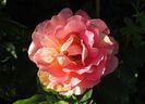 rose des cisterciens