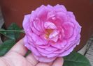 24 07, village-de-saint-yrieix rose
