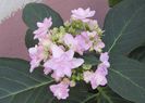 hortensia You-Me_Passion :))