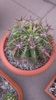 Ferocactus latispinus