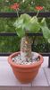 Jatropha podagrica