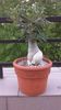 Adenium obesum