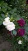 WP_20150530_252