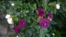 WP_20150530_254