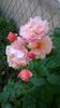 WP_20150612_006