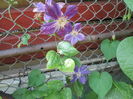 clematis la 2 luni de la plantare
