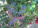 prima lobelie