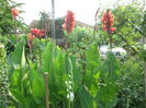 primele mele canna