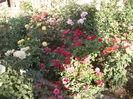 DSCF3824