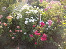 DSCF3903
