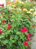 DSCF3905