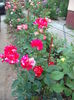 DSCF3906