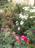 DSCF3916